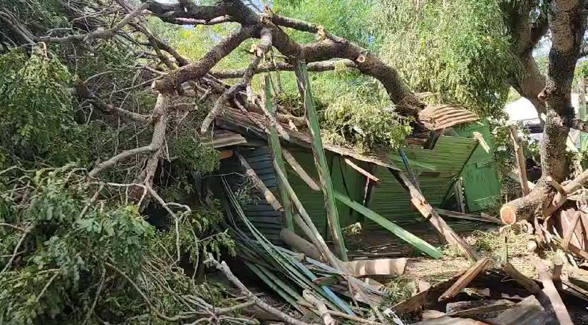 VIDEO: Anciana pide ayuda para restaurar su casa tras ventarrón causar que un árbol la destruyera en Bahoruco post thumbnail image