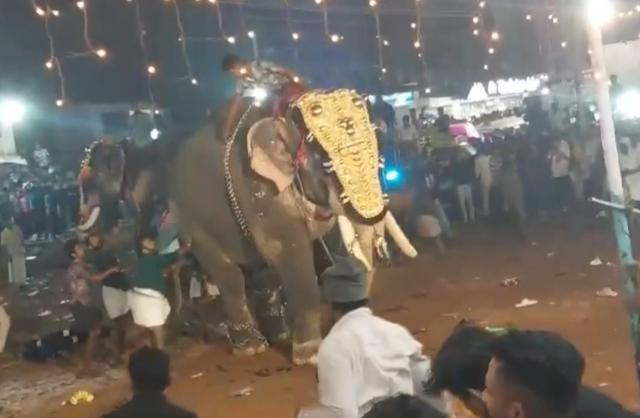 Al menos 23 heridos tras ataque de elefante durante festival en el sur de la India post thumbnail image