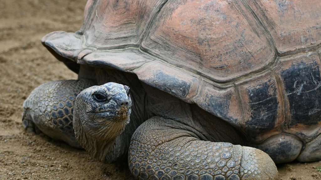 Con casi 100 años, tortuga gigante Mommy al convertirse en madre por primera vez post thumbnail image